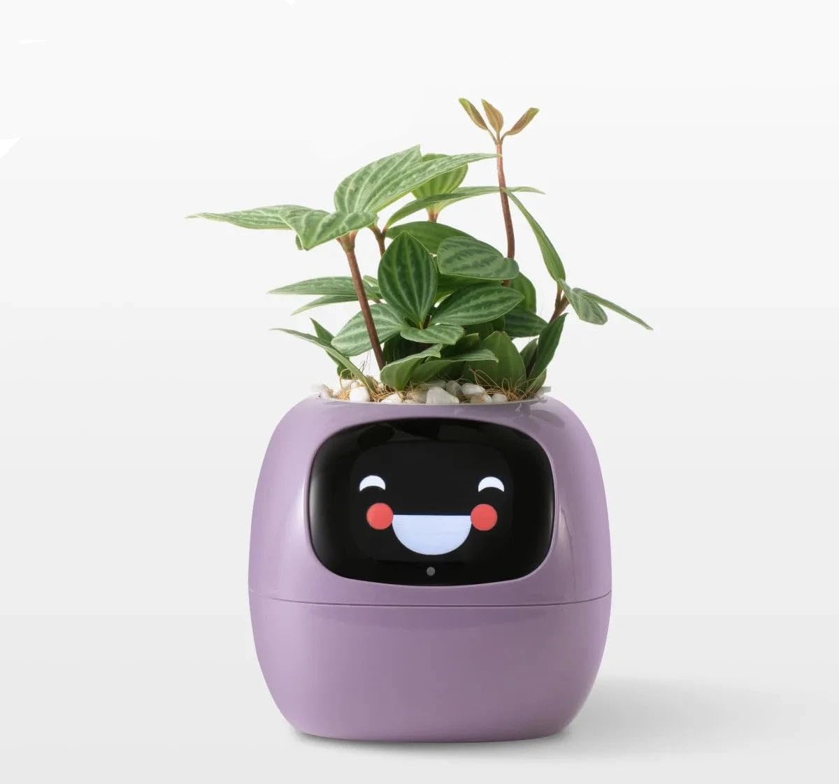 Jardinière intelligente violette pour égayer votre bureau avec style