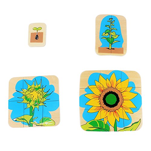 Montessori Children Wood Plant Education Toy Baby Toddler Life Cycle of Sunflower Puzzles Jingsaw Preschool Brinquedos Juguets - Image 6