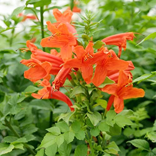 Qauzuy Garden 10 Cape Honeysuckle Seeds Tecoma Capensis Cape Trumpet-Flower Seeds - Striking Flowering Evergreen Shrub Accent Plant - Easy Grow & Maintain #TOP5