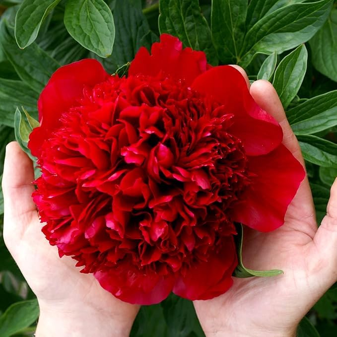 Stunning Peony Bulbs Mix for Planting Now UK/Greening Flower/Strong Plants That Grow Well/Good for Containers/Cut Flowers/Natural Organic/Wedding Flowers.-1bulb-J