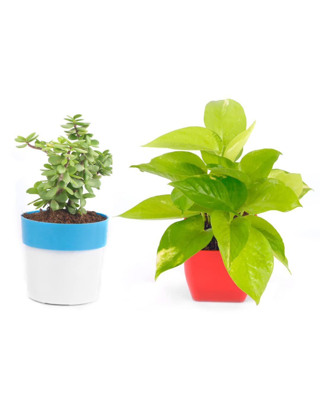 PHULWA Combo of 2 Plants, Jade Plant with Blue and White Pot and Golden money plant with Red square Plastic Pot|Home & Office decor| Airpurifying |Indoor & outdoor |Plant for Gifting