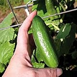 Park Seed Variety of Cucumber Seeds, Planting Cucumbers, Vegetable Seeds, Easy to Grow, Non-GMO, Perfect for Harvesting, Baby Hybrid, Pack of 10