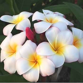 プルメリア　Petit Rainbow 51a4vrhOWbL._AC_UF350,