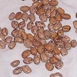 A pleno sol pasada la última helada + 85% de germinación presente para la temporada de crecimiento 2018
