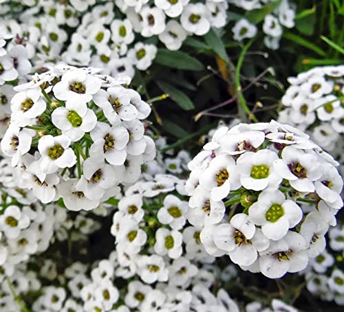 20000+ White Alyssum Sweet (Lobularia Maritima) Seeds For Planting #TOP3