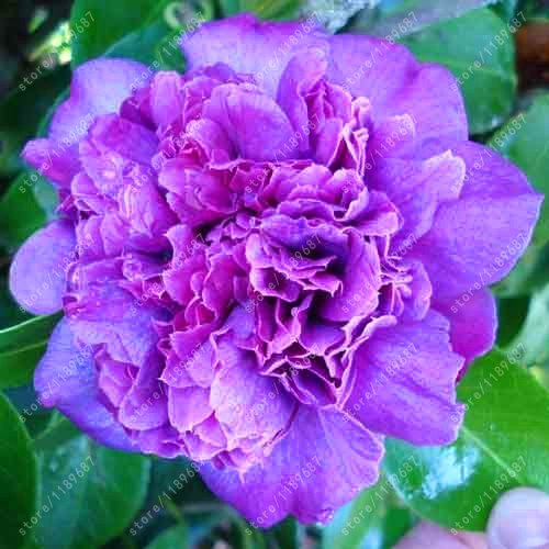 100% Semi reale Comune camelia, (Camellia japonica), semi di Fiore piante in vaso da esterno fai da te per la casa Giardino 5 pc/sacchetto 8