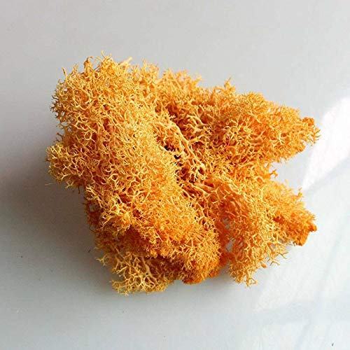 EliteKoopers Natural Reindeer Moss For Preserved Dried Craft Flower Home Decor Item