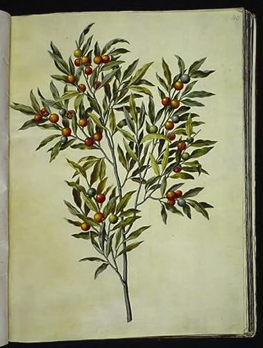 Toile murale Solanum pseudocapsicum 60x90cm par Hans Simon Holtzbecker