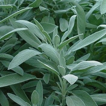 Sage Seeds- Broad Leaf- Heirloom Herb- 50+ Seeds