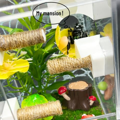 Image of Jumping Spider Enclosure,DIY Insects Habitat,Small Reptile Terrarium Glass House Accessories Set,with Jumping Platform Hide Climbing Net(Green 2)