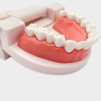 Amazon.co.jp: KWAGOCAR 2個パック 歯科用歯モデル 大人用 標準