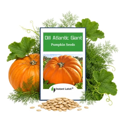 10 Dills Atlantic Giant Pumpkin Seeds for Planting Non GMO Heirloom Seeds Fresh Garden Seed