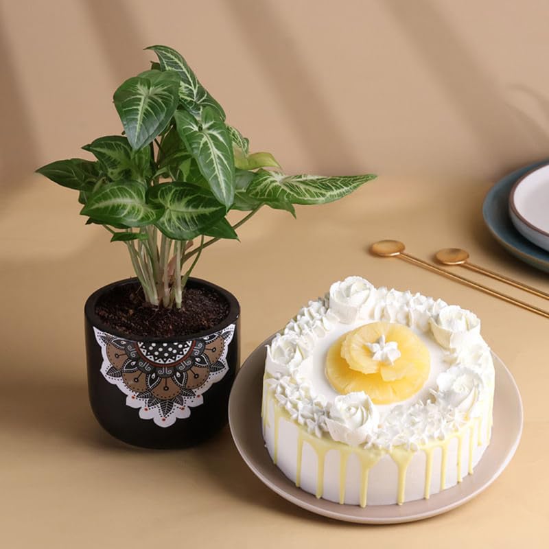 FlowerAura Premium Combo of Air Purify Syngonium Indoor Plant In Terracotta Pot With Tasty 500g Pineapple Cake ForBirthday | Anniversary | Valentine's Day | New Year | Christmas (Same Day Delivery)-image-8