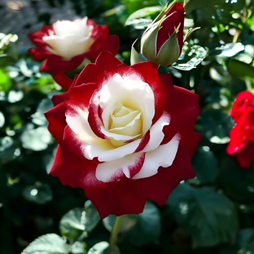 DouxiE 10pcs Rare Twin Red White Rose Seeds - Heirloom Non-GMO Flower Seeds for Captivating Garden Blooms - Includes Planting Instructions, Perfect for Spring and Fall Planting, Great Gardening Gift
