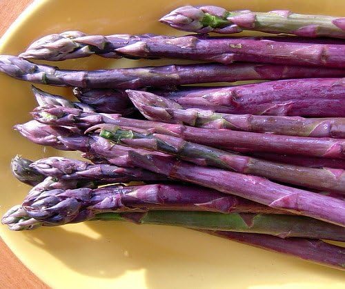 Purple Passion Asparagus 25 Roots - Male Dominate - Heirloom/No GMOs