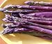 Purple Passion Asparagus 25 Roots - MALE DOMINATE - TASTY