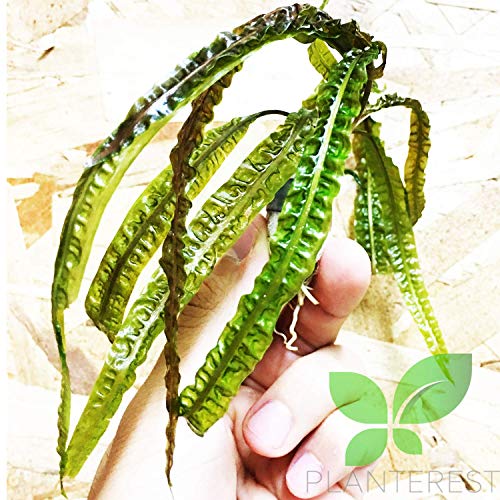 Planterest - Cryptocoryne Balansae Long Leaves Rooted Live Aqiarium Plants Rhizome Buy2Get1Free #TOP30