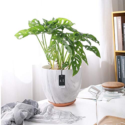 Feiaa Plant Pots Indoor With Hole And Drainage Tray Flower Pots 6 Inch Ceramic Orchid Pot Planters White For Home Decoration Outdoor #TOP3