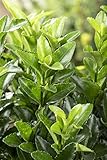 PlantaPro
