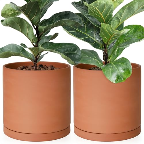 D'vine Dev Large 10 Inch Terracotta Plant Pot with Drainage