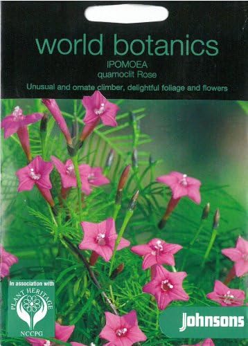 Johnsons World Botanics Ipomoea quamoclit Rose
