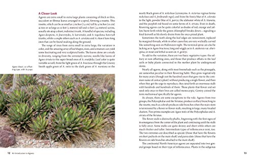 Agaves: Living Sculptures for Landscapes and