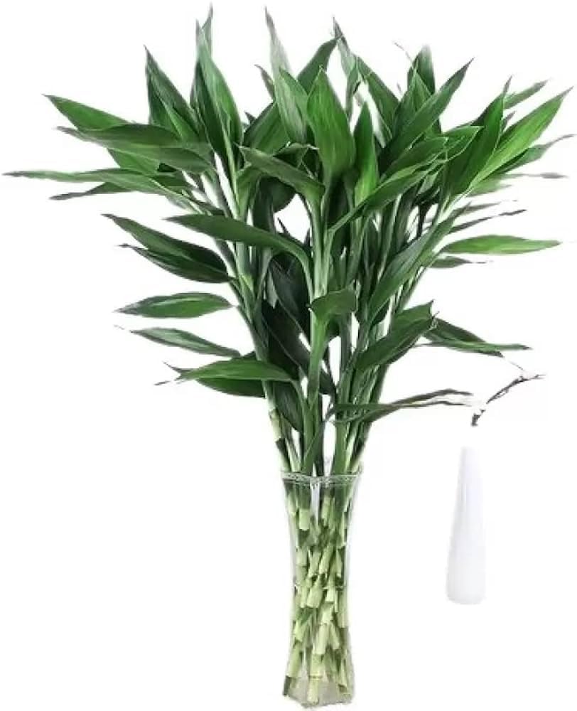 Plantoos Lucky Bamboo Sticks - Set of 5, 40 cm Length | Feng Shui Indoor Plants Decorative Bamboo for Home and Office