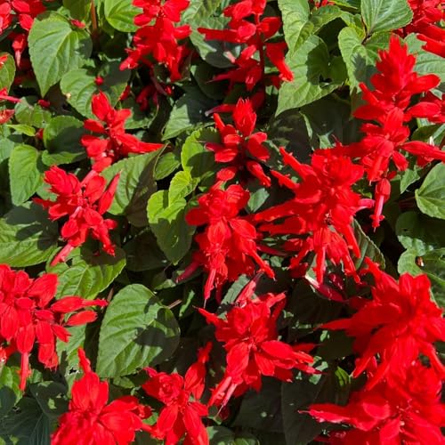 Semi di salvia antincendio, Salvia splendens, semi di decorazione del giardino per esterno da balcone biologici 550pcs