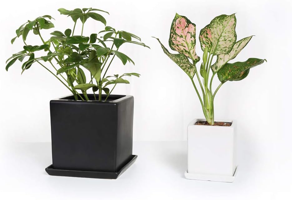 Modern Minimalism Matt Gloss Square Ceramic Plant Pot/Flower Pot 4 Inch White & 6.3 Inch Black Ins Style Plant Container With Drainage Hole and Removable Ceramic Saucer,Set of 2