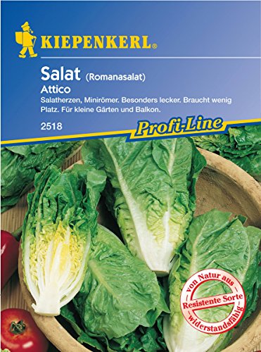 Preisvergleich Produktbild Sperli Gemüsesamen Romanasalat Attico, grün