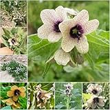 Sie sind eine ideale Wahl für Anfänger und Plantagenliebhaber. Wenn sie diese erstaunlichen Blumen erleben, kann die Aufregung in ihren Augen gute Laune bringen.