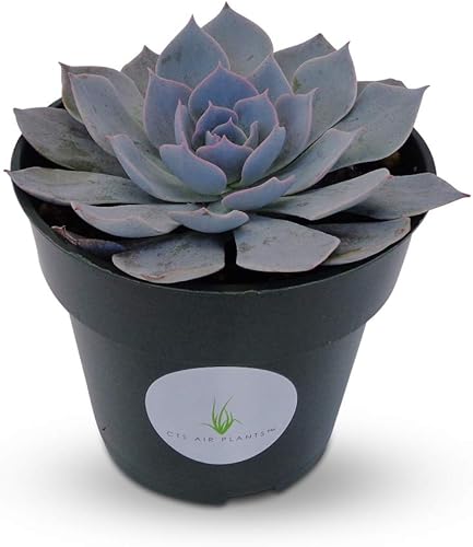 Blue Echeveria Peacockii Suculents - Maceta de 4 pulgadas