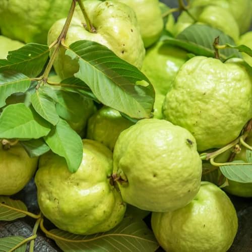 Image of Allhabadi Safeda Round Green Seedless Hybrid Guava Live Plant - Sweet White Flesh Amrud Tree | Rare Grafted Fruit Plant (Allhabadi Safeda Round Green Seedless Hybrid Guava Plant)