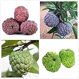100 Piezas Mezclar Annona Semillas Frutas Perennes Cultiva Tu Propio árbol De Manzana De Azúcar Cosecha Diferentes Frutas De Guanábana Siembra De Campo Al Aire Libre Fácil De Cosechar