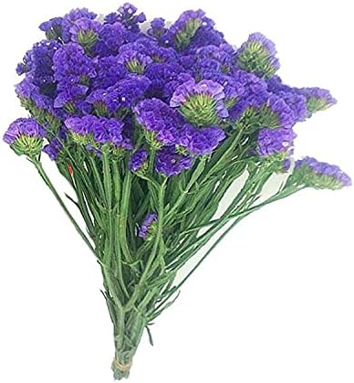 Amazon ワスレナグサ種 忘れな草種 紫 園芸観賞 花卉 室内盆栽 ゴージャスな色 エゾムラサキ種 勿忘草種 100 個 園芸用結束用品 支柱パーツ