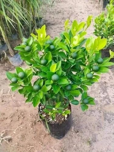 Image of Baramasi Grafted Hybrid Lemon Plant - All Season Kagzi Nimbu Tree for Home Garden | High Yield Fruit Plant Kagzi Lemon Tree Live Plant Hybrid Live Plant For All Season