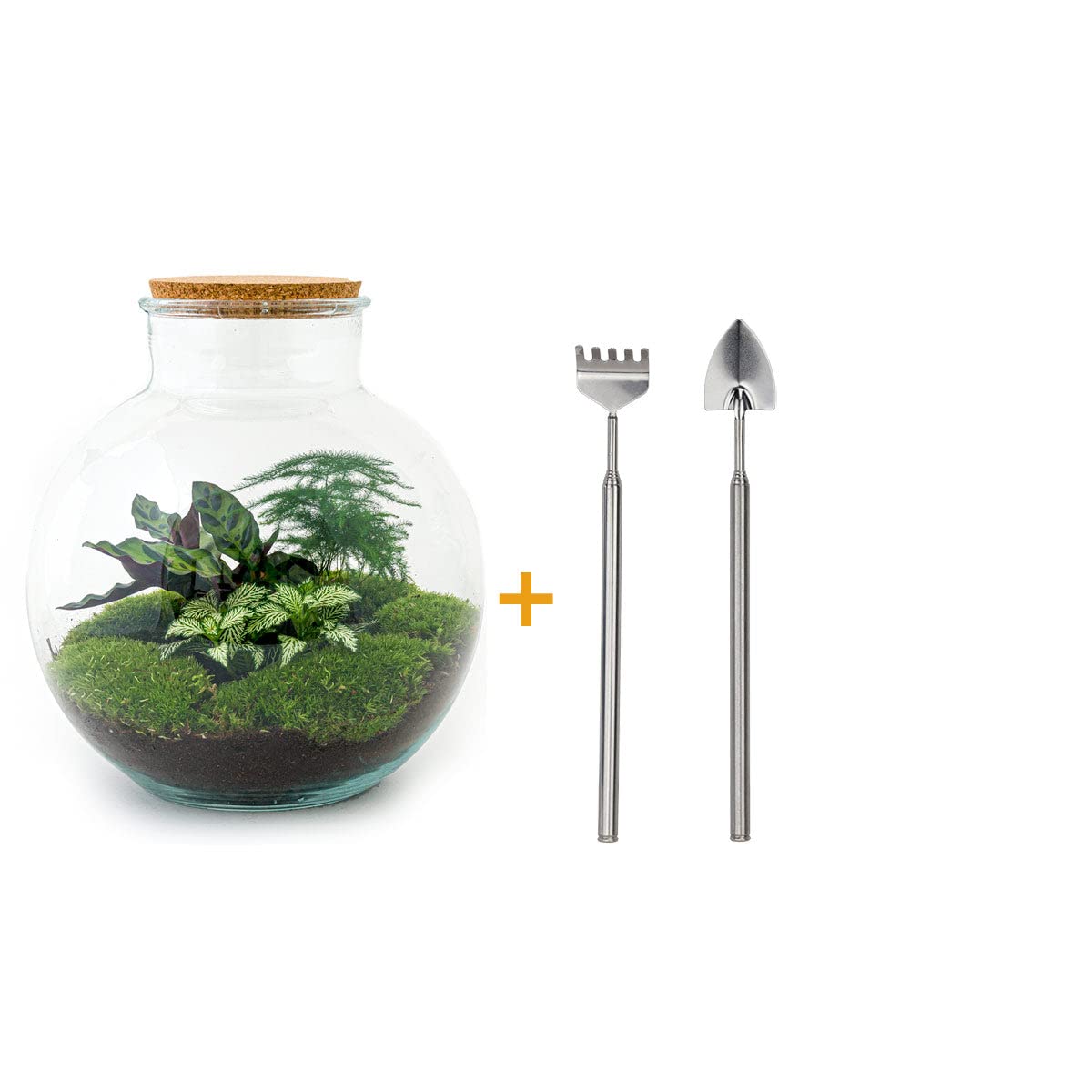 Terrarium do roślin • Bolder Bob • roślina ekosystemowa • ↑ 30 cm – DIY – kompletny zestaw terrarium – terrarium do roślin – urbanjngl | terrarium + grabie + łopatka