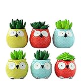 Everyday Better Life 6 PCS Set Cute Animal Owl Shaped Cartoon Home Garden Decoration Succulent Cactus Flower Pot/Plant Pots/Planter/Container