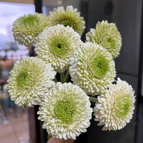 semillas de gerbera, Decoración jardín para exteriores, alfombra, gerbera decorativas resistentes para balcón cubierta perenne resistente macizo con 300pcs