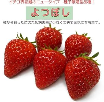 いちご 楽天市場】立体いちごチャーム 樹脂製 イチゴチャーム 苺 へた
