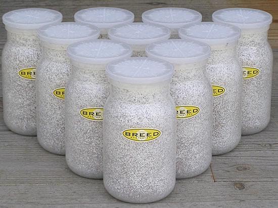 高性能 BREED 1100cc菌糸ビン 10本セット（菌糸瓶） 月夜野きのこ園