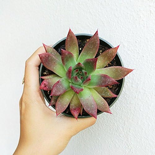 Miniatura 4 de Echeveria Agavoides Lápiz Labial Borde Rojo Suculenta (4 pulgadas)