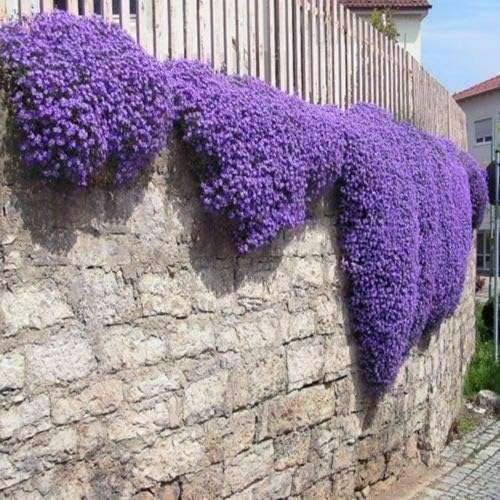 SRI SAI FORESTRY Rock Cress Cascade Purple Ground Cover Flower Seeds For Home Garden (B0CD2QB1ZR) Amazon Price History, Amazon Price Tracker