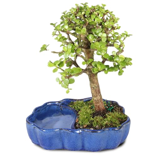 Brussel's Bonsai - Live Dwarf Jade Bonsai Tree in a Zen Ceramic Bonsai Pot, Indoor Succulent...
