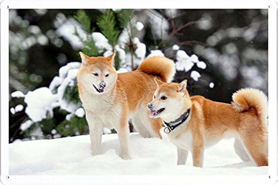 Amazon.co.jp: 秋田犬犬雪ふざける83088のティンサイン 金属看板