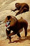 wilhelm-kuhnert-str. 26 Größe: 60,96 x 91,44 cm Friedrich Wilhelm Kuhnert – Wild Life of The World 1916 Mandrill Kunstdruck (60,96 x 91,44 cm)