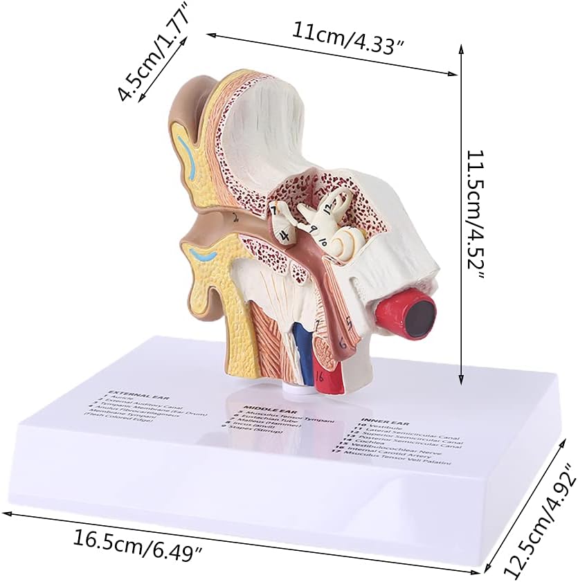 1.5 Times Life Size Human Ear Model Scientific Anatomy Teaching Supplies Anatomical Study Display Professional School Resource Tool Human Ear Model