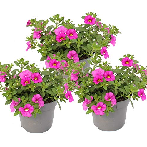 Exotenherz - Zauberglöckchen - Minihängepetunie - Calibrachoa - 12cm Topf - Set mit 3 Pflanzen - rosa