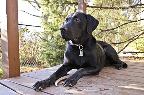 Pet Parents Gnawtlers® - Premium Elk Antlers For Dogs, Naturally Shed Elk Antlers, All Natural Elk Antler Dog Chew, Specially Selected From The Heartland Regions (Large) #TOP6