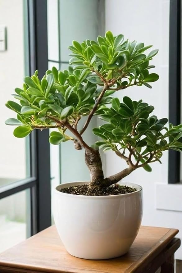 Live Jade Plant in Pot, Live Indoor Money Tree Succulent, Good Luck Plant for Home and Office Plant With Black pot-image-25